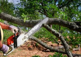 Best Leaf Removal  in Beulah, ND