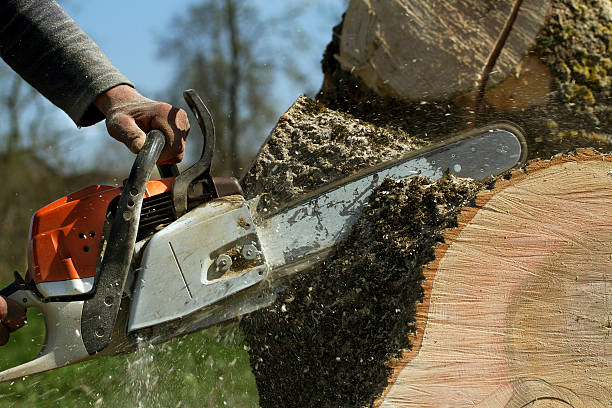 Tree and Shrub Care in Beulah, ND